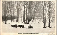 Vermont Sugar Orchard, Postcard (1906) Gathering Maple Sap