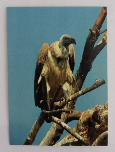 1993 CARDz San Diego Zoo Trading Cards (Pick Your Card) - Picture 34 of 221