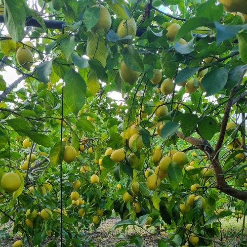 Lucanian Organic Lemons with Edible Peel Shipping Every Monday Super Product - Picture 3 of 4