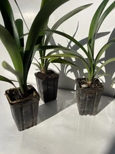 Orange Clivia 3 Pack Lily Houseplant