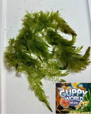 Hornwort Ceratophyllum Demersum Bundle Live Aquarium Plant from Guppy World