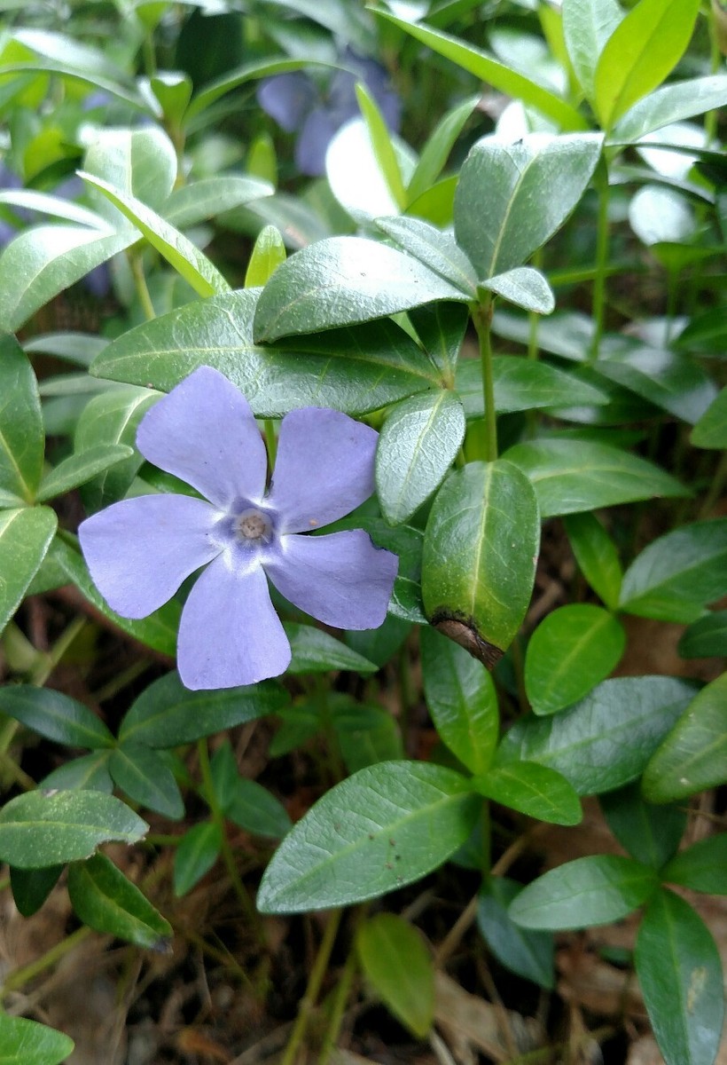 50+ Vinca minor, Periwinkle fully rooted plants, Evergreen, Very winter  hardy | eBay