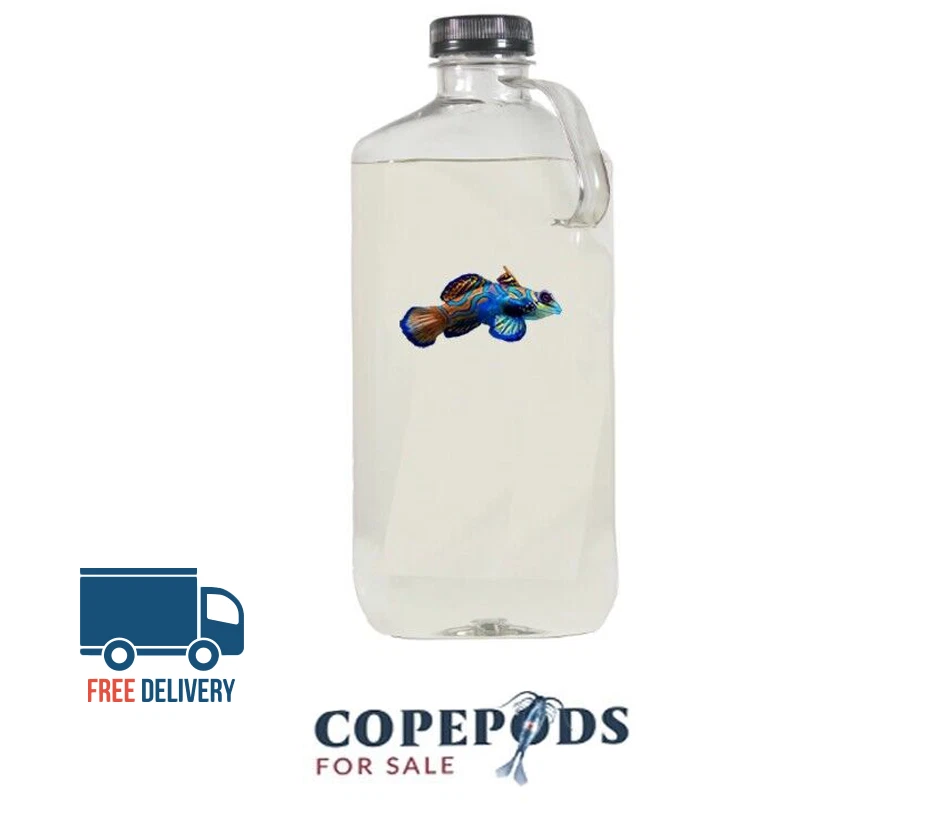 COPEPODS FOR SALE 32oz Copepods - Free Fast Shipping - With phyto in bottle, 4 Species!