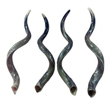 Yemenite Kudu Horn Shofar, Big Kudu Horn Size 45 to 48" Half Polished  - XXL