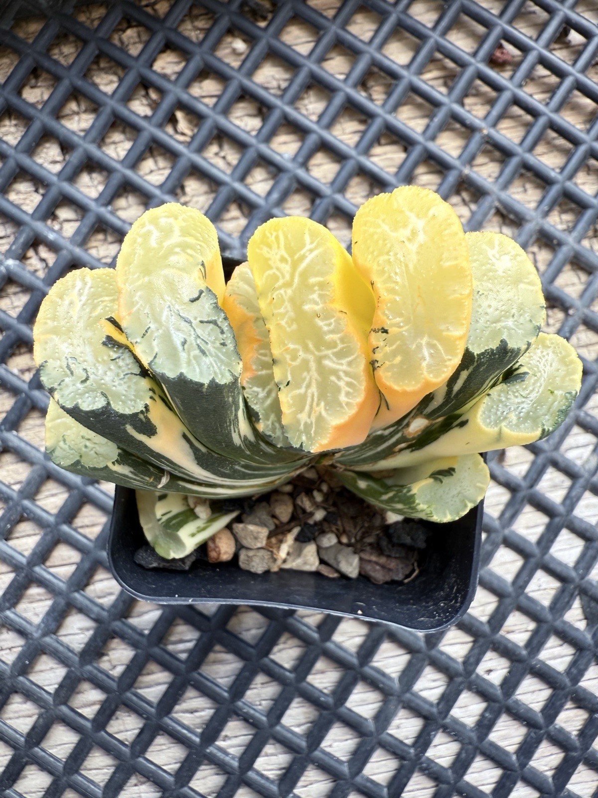 Haworthia Truncata Salmon Variegation Rare African Horse Teeth Succulent