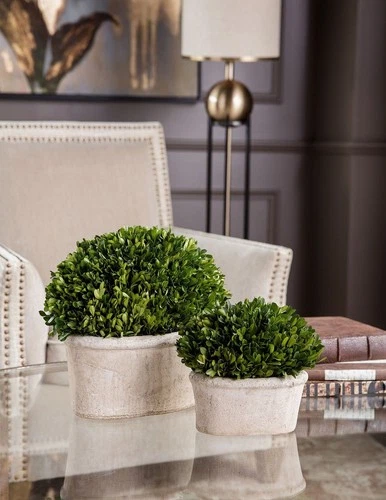 Preserved Boxwood - 14 inch Oval Dome Topiary (Set of 2) Accessories Uttermost - Picture 3 of 6