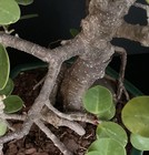Kifu Ficus microcarpa bonsai round leaf Aerial Roots — photo 9