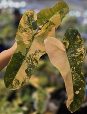 Rare Philodendron (Florida x mayoi )x black billietiae Variegated Houseplant