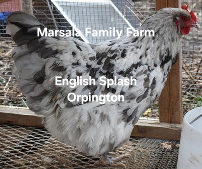 10 English Splash Orpington Hatching Egg Shipping now-not presale