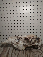 Medium Size Animal Skull Bone