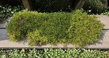 Live Fresh Moss Big Shaggy Lanky Carpet Moss/PNW Grown Quart Size Bag 