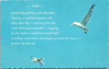 Gulls Gracefully Gliding in Air Seagulls Vintage Chrome Postcard B17