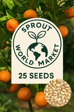 25 Mandarin Orange Seeds | Orange Citrus Tree | Fast Growing | USA Seller | Easy