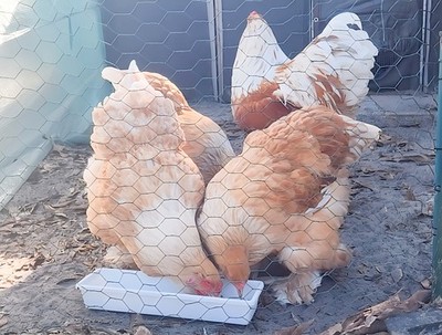 6+ GIANT ~LEMON PYLE BRAHMA IMPORTED LINE TURKISM~ fertile chicken hatching eggs