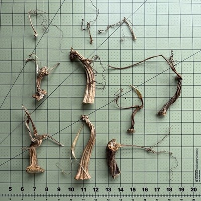 10 Dried & PRESERVED Pumpkin Stems w-Curlicues 2-5  Fall Crafts, Velvet Pumpkins