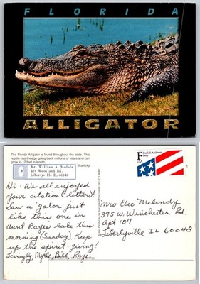 Florida Alligator Postcard Suncoast Post Card Libertyville IL Posted