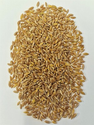 Bio Emmer, direkt vom Mühlenbauer und Landwirt