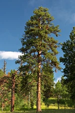 Ponderosa Pine, Pinus ponderosa, Tree Seeds (Fast, Hardy, Fragrant Evergreen)