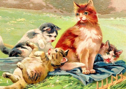 um 1907 verspielte Landkatzen, alte Postkarte, geprägt, Westminster, MD