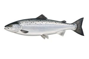 Atlantic Salmon Fish Vinyl Sticker Self Adhesive Decal Ocean Fishing Various