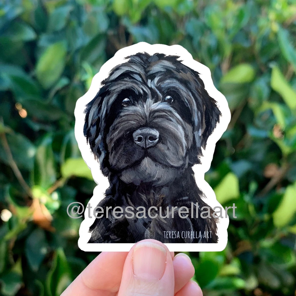 All black labradoodle sales