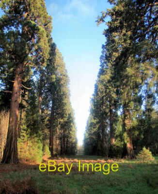 Foto 6x4 Sequoia Avenue Ickburgh Diese Reihen von Mammutbäumen wurden um 2008 gepflanzt