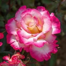 ROSE You're my Everything - Hybrid Tea Bush  Perennial Bare Root HT Garden PLANT
