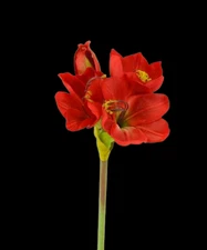 RED Artificial amaryllis stem