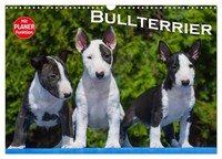 Bullterrier (Wandkalender 2026 DIN A3 Quer), Calvendo Monatskalender Bullterrier