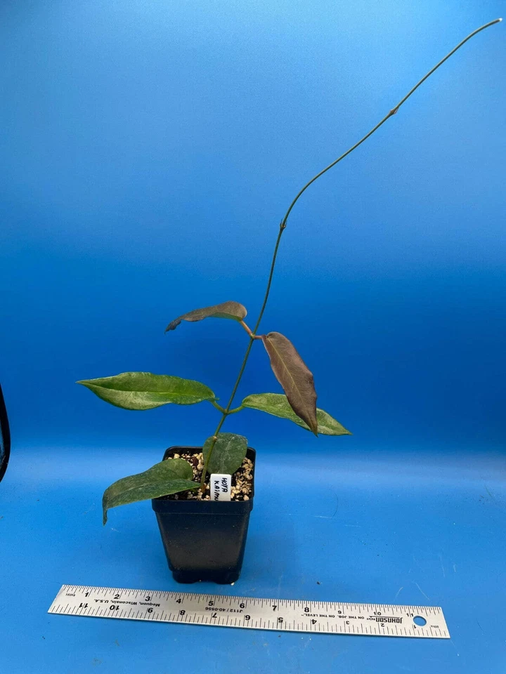 Hoya Kaimuki Fully Rooted Grown In 3.5" pot - SO HEALTHY! - Image 3 of 4