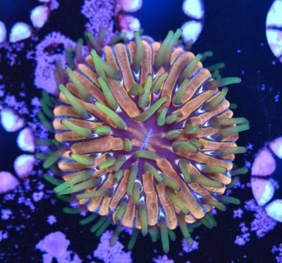 WYSIWYG Citrus Sky Rainbow Fungia Plate Coral