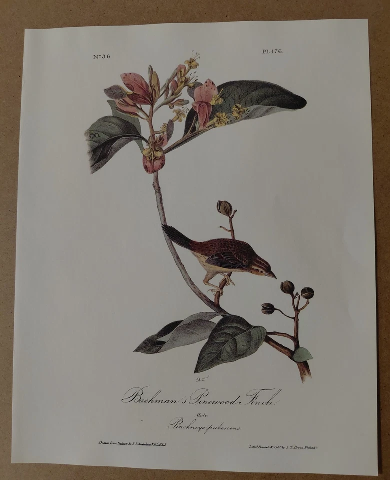 Audubon Octavo 1st Ed Bachmans Pinewood Finch Pl 176 Birds of America Book Print - Image 2 of 2