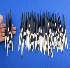 50 piece lot of South African Fat Porcupine Quills 6 to 7 inches 51806