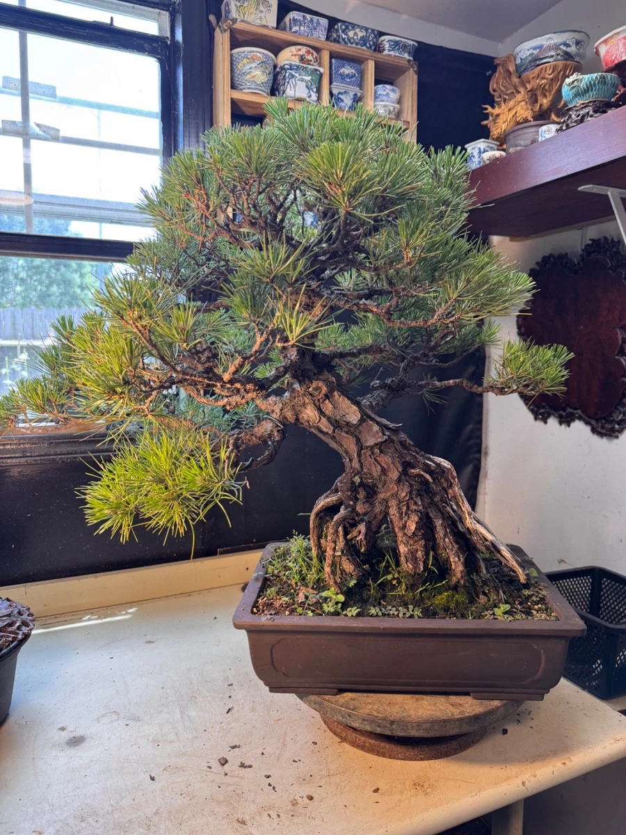 Las mejores ofertas en rboles Bonsai de Pino | eBay