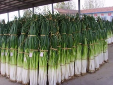 800pcs+ China Giant Green Onion seeds, Zhangqiu King Green Onion seeds 章丘大葱