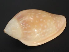 Collector Fave...MARGINELLA SEBASTIANI~50.8mm~Senegal SEASHELL 