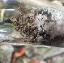Pheidole megacephala ant 2 queens 20 workers with brood