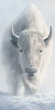 Sacred White Buffalo-The Omen-Limited Edition Canvas Giclee