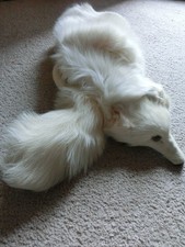 Echte  Silberfuchs Pelzstola Pelzkragen ca 110 cm, mit Papiere!!