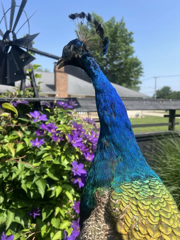 India Pavo Real Azul, Montaje en Pared, Pavo Real, Taxidermia Pavo Real, Taxidermia Premium Foto 2 de 4