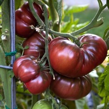 (20) Cherokee Purple Tomato Seeds plants heirloom garden