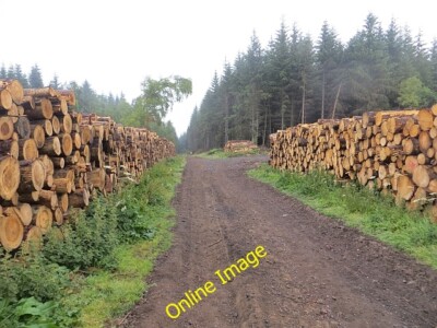 Foto 6x4 Log Stacks, Blairadam Forest Kelty c2013