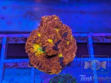 WWC Jelly Bean Rainbow Chalice Colony WYSIWYG CA1 ~Live Coral Frag ~TankCandy~