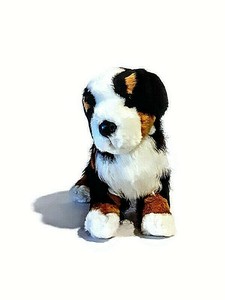 douglas bernese mountain dog
