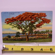 D. C. 131 Royal Poinciana Tree In Florida Postcard Curt Teich 1950 Posted