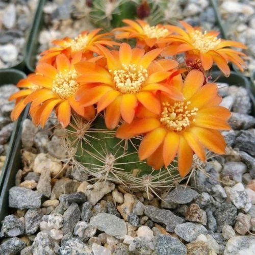 Rebutia Weingartia Trolli - LIVE PLANT - Image 2 of 4