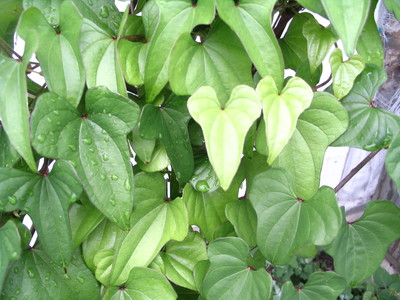 Chinese Yam ~ Cinnamon Vine ~ Shan Yao ~ 5 to 500 tubers (Dioscorea  batatas) | eBay