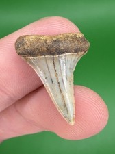 0.97” LESSER WHITE Mako Hastalis Fossil Shark Tooth from CA