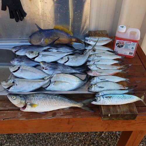 Tassie Salmon Fish Oil Best Attractant & Burley Mixer 3 x 250ml - Trial Pack - Picture 7 of 11