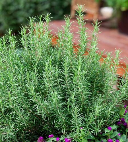 50+Rosemary seeds Evergreen shrub Culinary Perennial Garden Container Herb USA - 第 1/4 張圖片